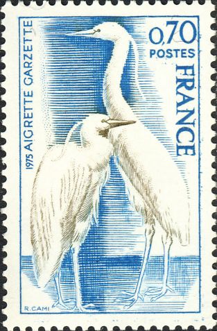 Egretta garzetta