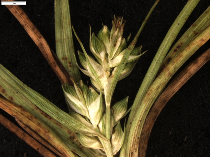 Carex via-montana