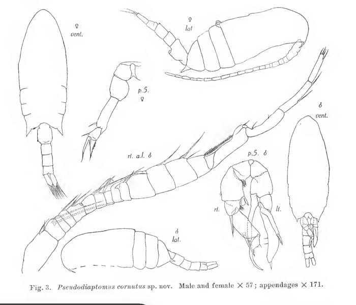 cornutus Nicholls 1944