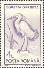 Egretta garzetta