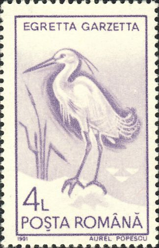 Egretta garzetta Egretta garzetta