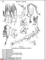 euryhalinus Johnson 1939M