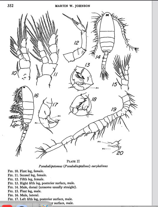 euryhalinus Johnson 1939M