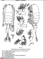 euryhalinus Johnson 1939 F