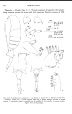 galapagensis  Grice 1964 habitus