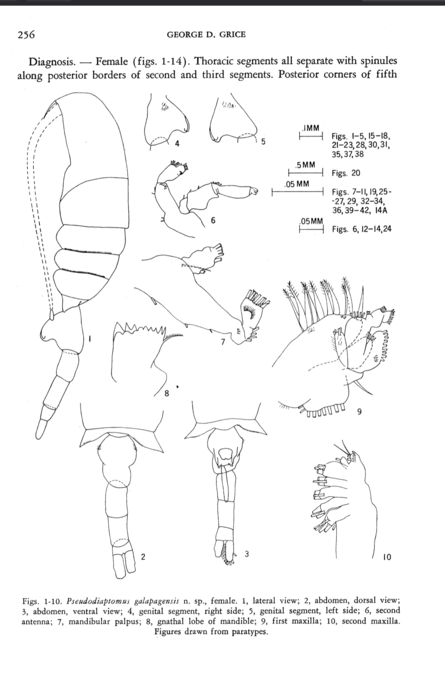 galapagensis  Grice 1964 habitus