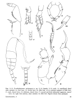 galapagensis  Grice 1964 P5