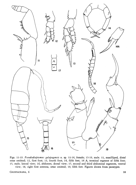 galapagensis  Grice 1964 P5