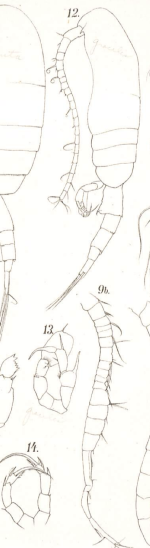 gracilis Dahl 1894