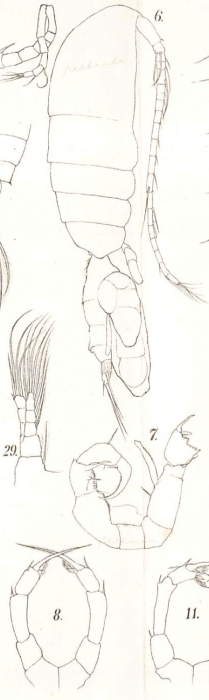 Pseudodiaptomus richardi Dahl 1894