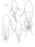 aurivilli mertoni habitus Grigg 1972