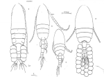 difalcatus habitus Grigg 1972