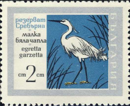 Egretta garzetta