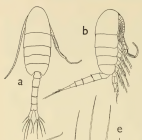 hessei male Grindley