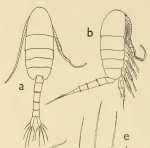 hessei male Grindley