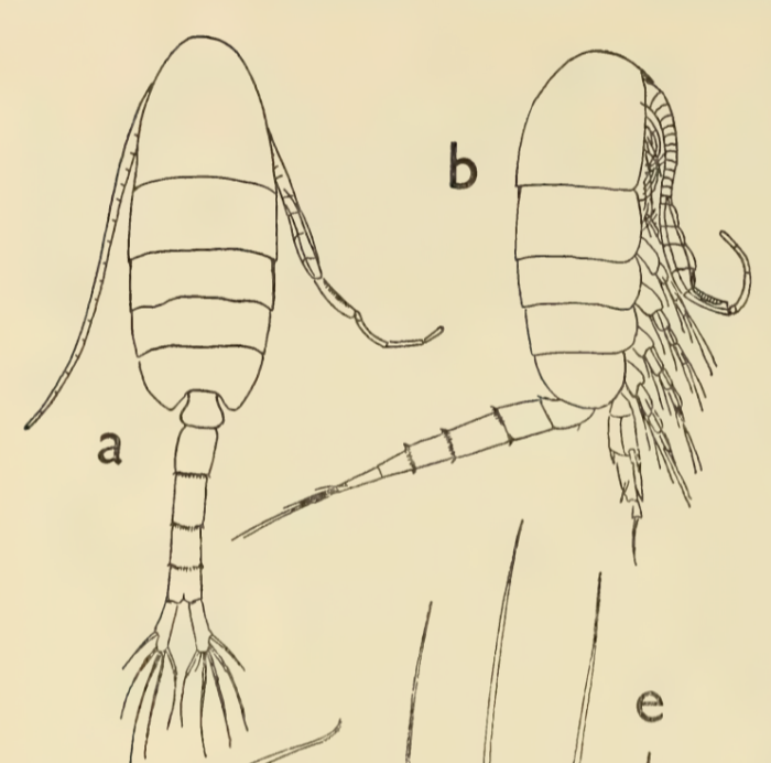 hessei male Grindley