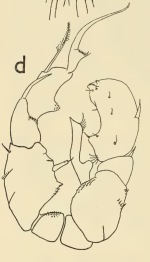 hessei male grindley 1963