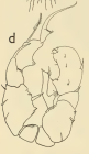 hessei male grindley 1963