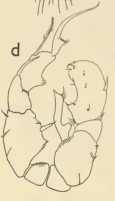 hessei male grindley 1963