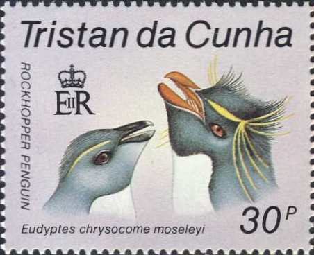 Eudyptes chrysocome moseleyi
