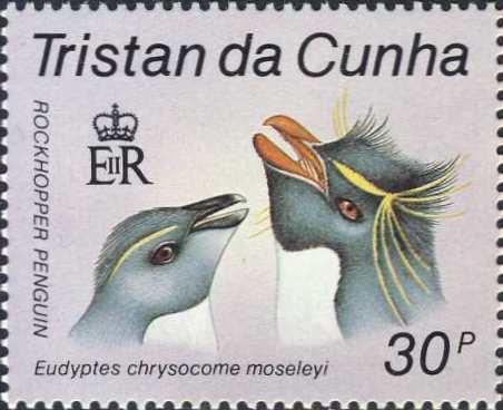 Eudyptes chrysocome moseleyi Eudyptes chrysocome moseleyi
