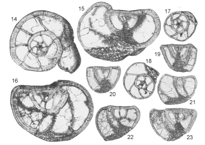 Cincoriola ovoidea (Haque, 1958)