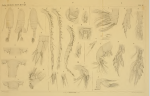 inopinus Burckhardt 1913