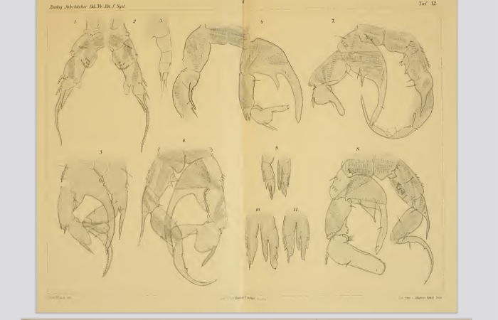 inopinus Burckhardt 1913