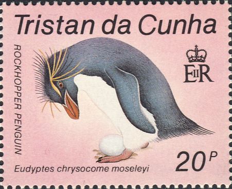Eudyptes chrysocome moseleyi Eudyptes chrysocome moseleyi