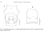 koreanus Chang 2014 female urosome