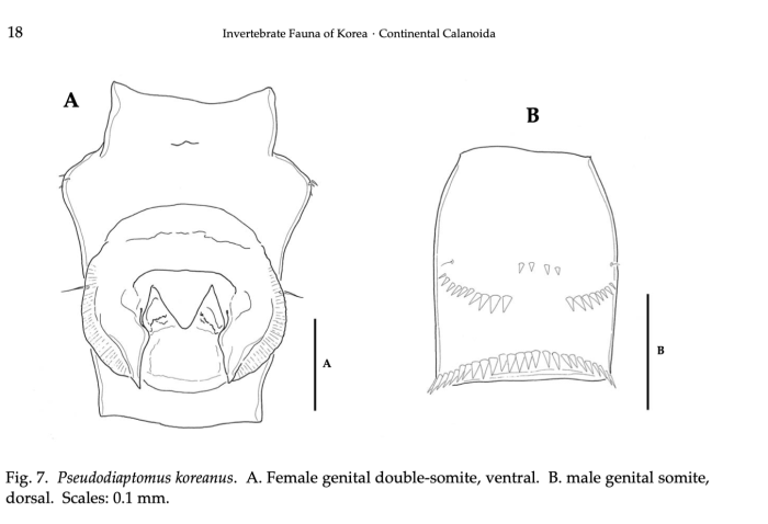 koreanus Chang 2014 female urosome