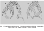 inopinus P5 Cordell etal 2007