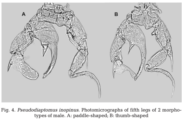 inopinus P5 Cordell etal 2007
