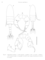 inopinus Kawabata Defaye 1994