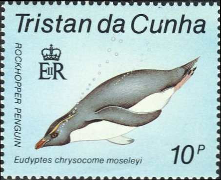 Eudyptes chrysocome moseleyi Eudyptes chrysocome moseleyi