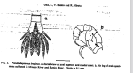 inopinus Oka etal 1991