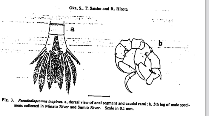 inopinus Oka etal 1991
