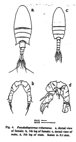 trihamatus Oka etal 1991