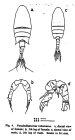 trihamatus Oka etal 1991