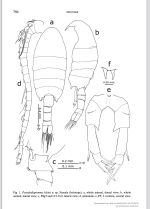 kleini female