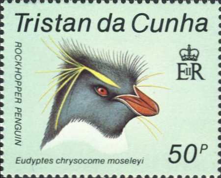 Eudyptes chrysocome moseleyi Eudyptes chrysocome moseleyi