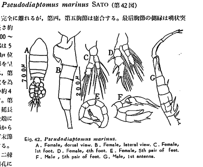marinus Chiba 1956