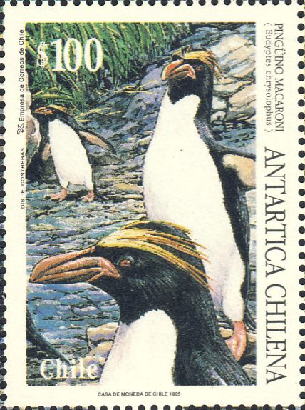 Eudyptes chrysolophus Eudyptes chrysolophus