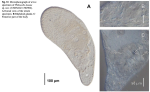 Philocelis leasae