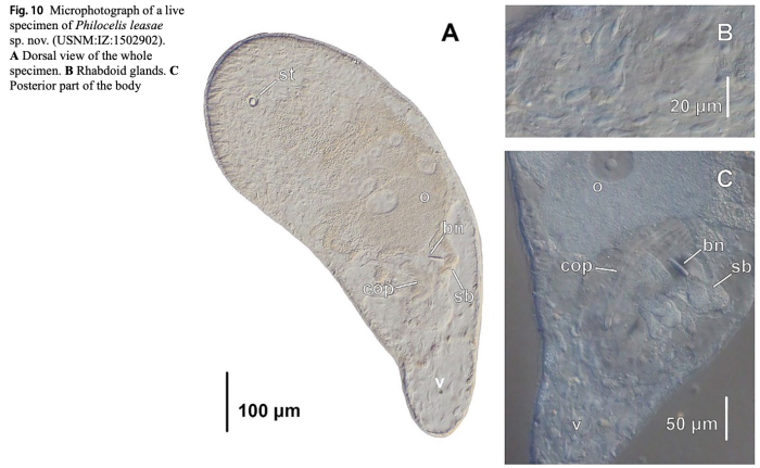 Philocelis leasae
