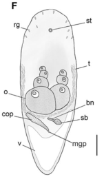 Philocelis leasae