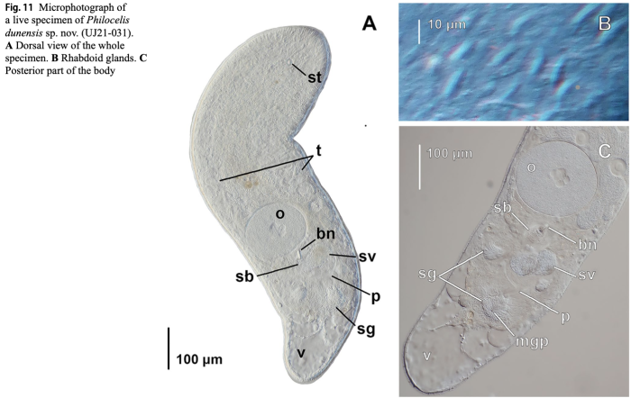 Philocelis dunensis