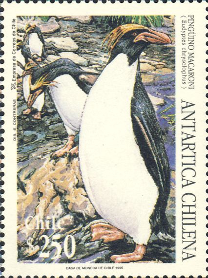 Eudyptes chrysolophus Eudyptes chrysolophus