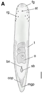 Philocelis brunopunctata