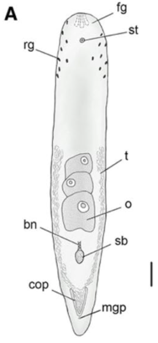 Philocelis brunopunctata